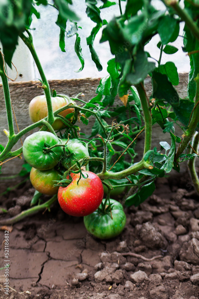 Tomato bushes with ripening tomatoes in a home greenhouse.