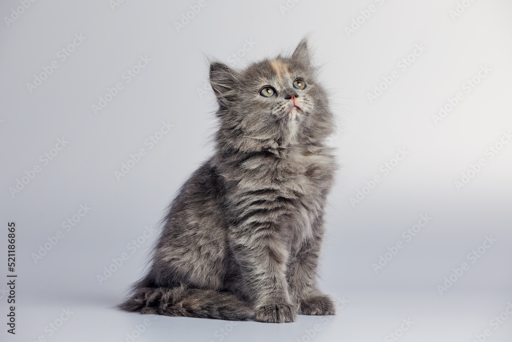Cute and adorable grey kitten cat against a white background