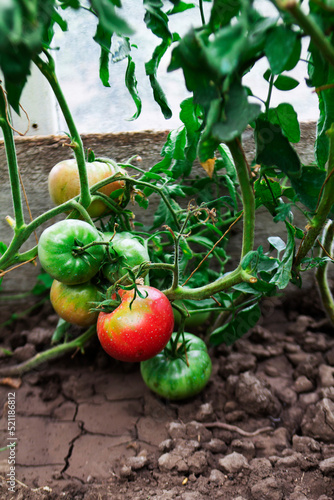Obraz na płótnie Tomato bushes with ripening tomatoes in a home greenhouse. w salonie