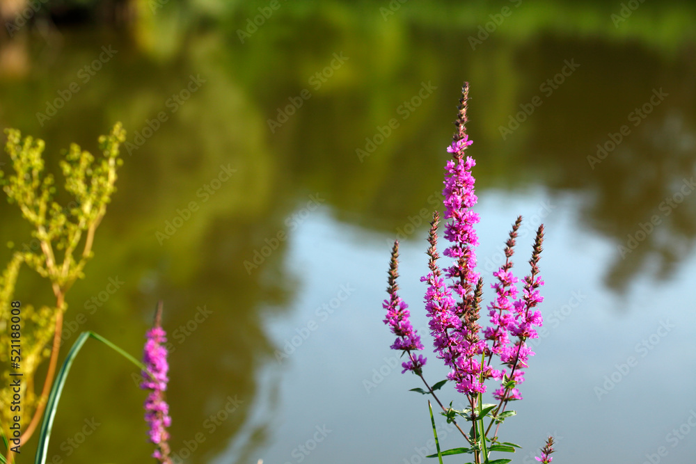 Blühender Blutweiderich (Lythrum salicaria) an einem Gewässer, Deutschland