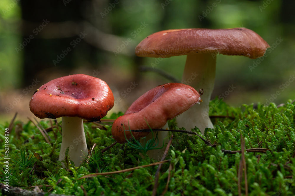 Edible mushroom Russula vinosa in the moss in the wet spruce forest. Mushroom with yellow-red cap and white stem. Autumn time, natural condition Edible mushroom Russula vinosa in the moss in the wet spruce forest. Mushroom with yellow-red cap and white stem. Autumn time, natural condition