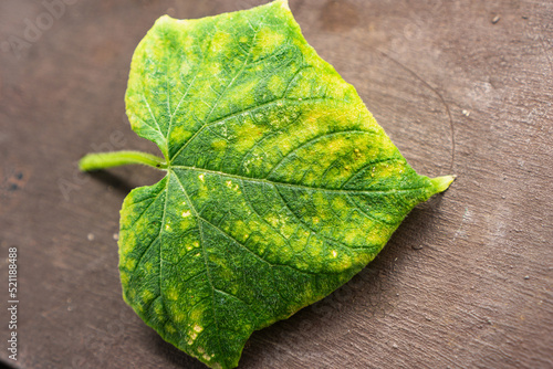 Bilde på lerret Cucumber leaves affected by downy mildew and aphid