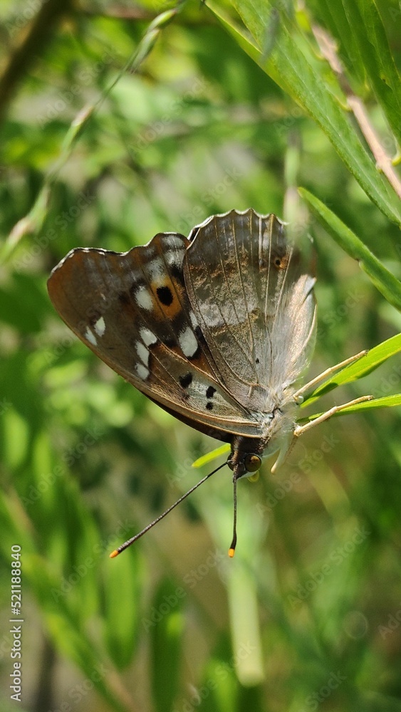 Fototapeta premium butterfly on leaf