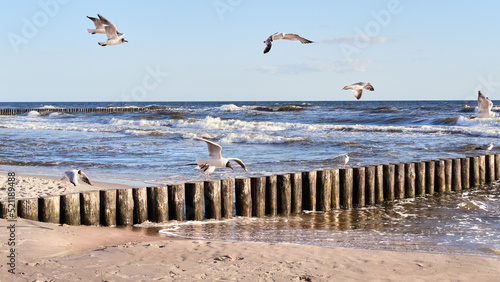 Fototapeta Naklejka Na Ścianę i Meble -  Seaside of Baltic Sea in Poland. Seagulls over stormy sea, with waves hiting wooden poles. Windy day with blue sky.Lines of wooden poles protect beach and work as wave breakers.