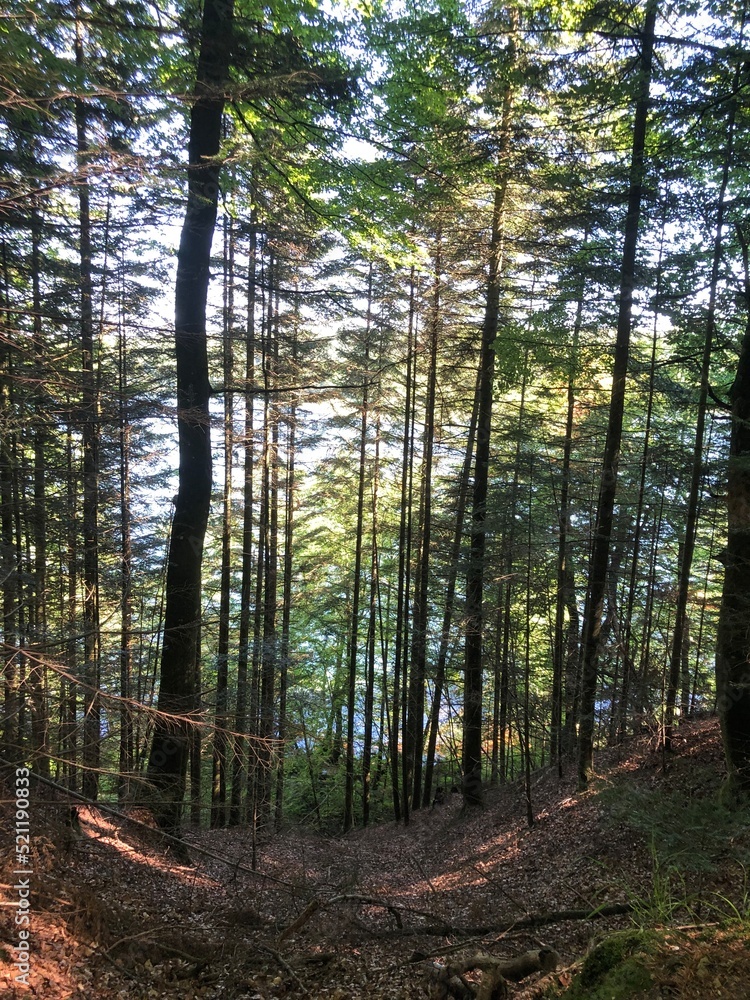 Obraz premium forest in the summer