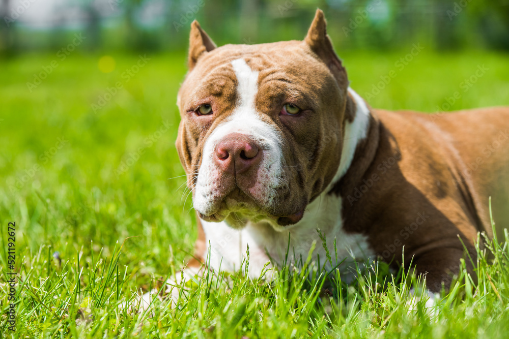 American Bully dog red color is on green grass