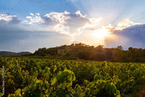 Wineyard in La Roque in Cèze valley in Provence southern France. Rows of wine plants and winery building in the background at summer sunset with colorful clouds and sun beams. Idyllic dusk atmosphere.