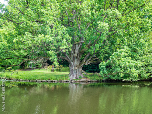 Pond in garden in Bueckeburg , Germany photo