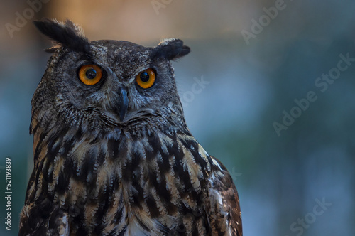 Close-up of an owl with big yellow eyes, surveillance concept.