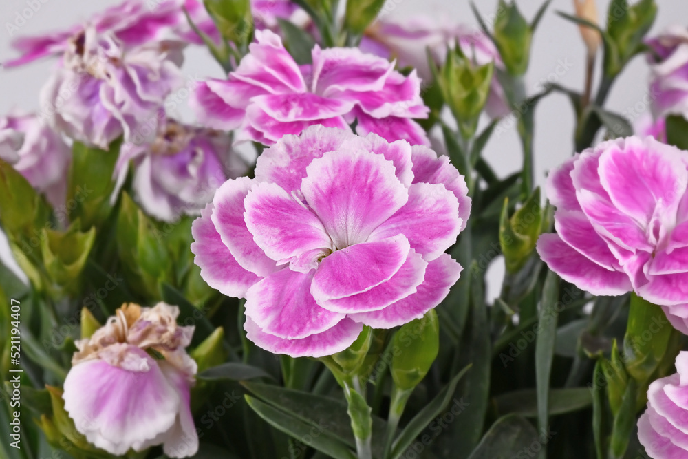 Flower of pink and white Dianthus plant Flower of pink and white Dianthus plant