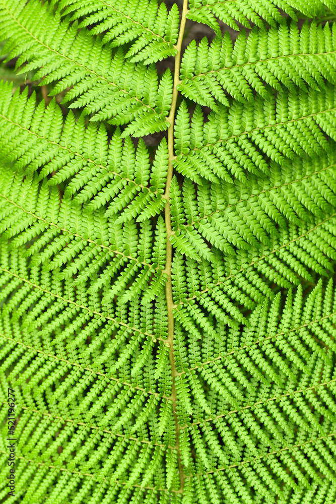 Detail top view of leaf of soft tree fern. Botanic name 'Dicksonia Antarctica' Detail top view of leaf of soft tree fern. Botanic name 'Dicksonia Antarctica'