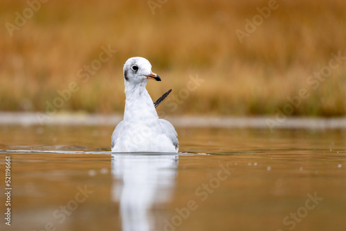 Close-up of a swimming black headed gull with a beautiful orange background photo