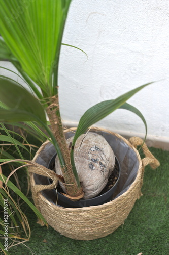 Juvenile coconut palm tree houseplant (Cocos nucifera)