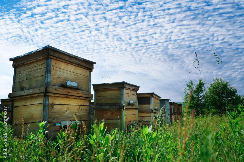 Apiary. Hives in an apiary with bees flying to the landing boards. Apiculture. Apiary. Hives in an apiary with bees flying to the landing boards. Apiculture.