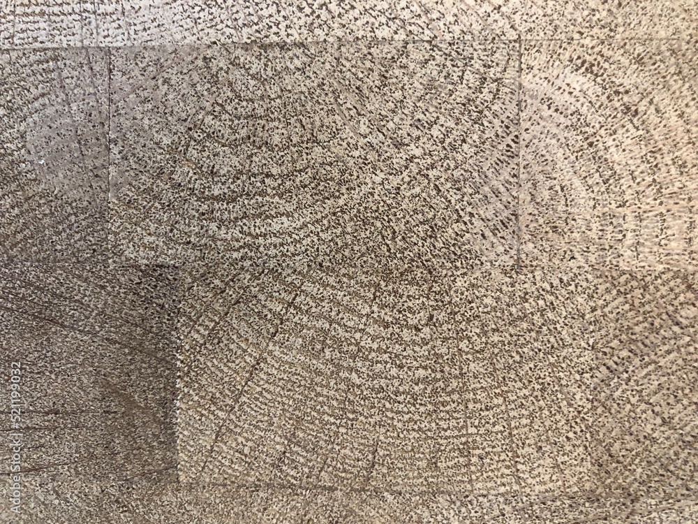 Fototapeta premium texture of a tree