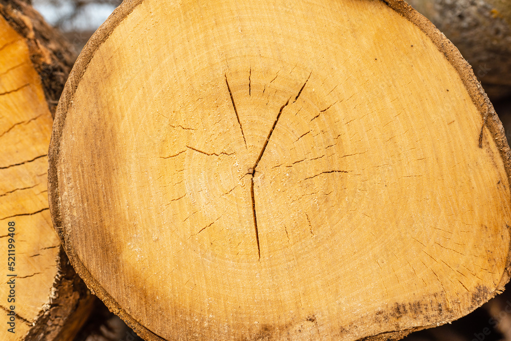 Wooden background.Closeup of round slice of tree with annual rings and cracks. Natural organic texture. Flat surface. Close-up view of yellow tree log cut end. Round cut tree.Macro wood cross section.