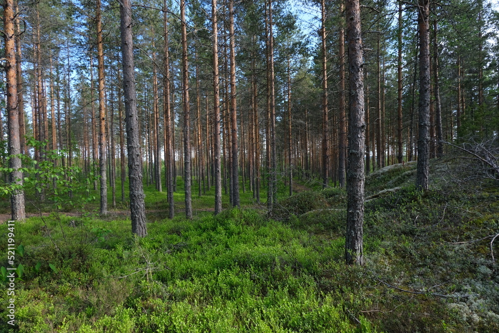 Wild forest, natural forest background, summertime Wild forest, natural forest background, summertime
