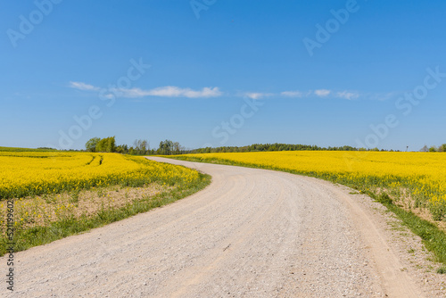 Sandy road among fields of flowering rapeseed.Long sandy road through fields and clouds in the blue sky.