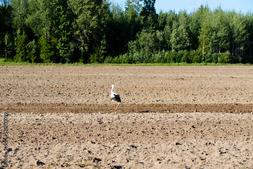 Wallpaper Mural a beautiful white stork in the middle of a field where crops are being harvested on a sunny summer day Torontodigital.ca