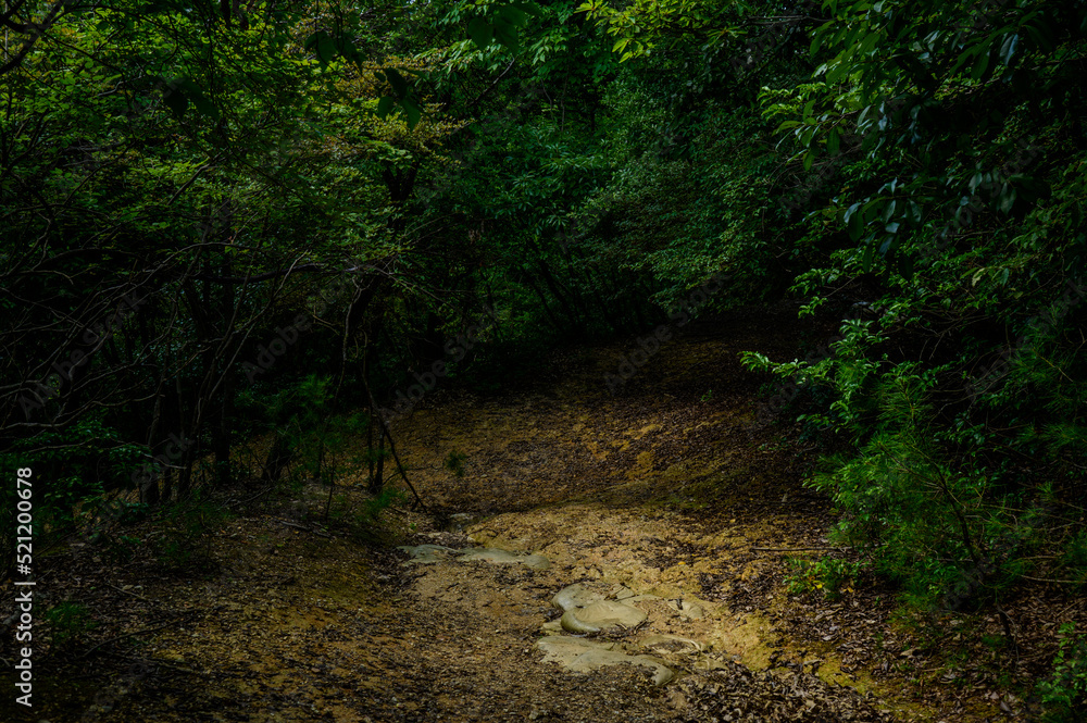 Fototapeta premium 森林の道