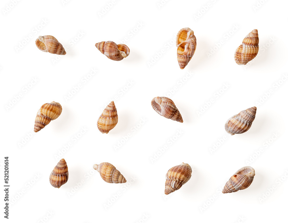 Set of netted dog whelk empty shells isolated on a white background