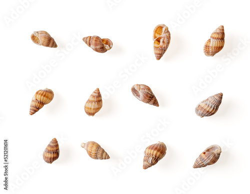 Set of netted dog whelk empty shells isolated on a white background. Small sea snail Tritia reticulata spiral shells cutout. Detail of marine gastropod mollusc nassa mud snails. Design element.