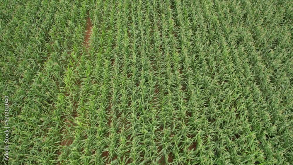 high angle view of farm, grow plants, nice landscape
high angle view of farm, grow plants, nice landscape