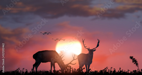 Silhouette of two deer during sunset sun background.
