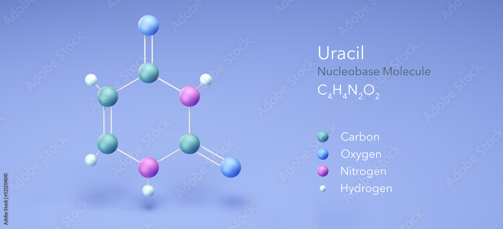 Bases De Nucleotideos Uracila