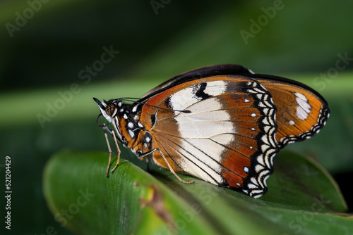 Photography Danaid eggfly - Hypolimnas misippus, beautiful colored butterfly from African gardens and meadows, Ethiopia