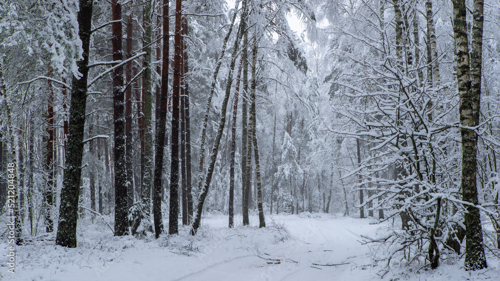 Fototapeta premium Beautiful winter landscape. Pine forest. Trees covered by snow