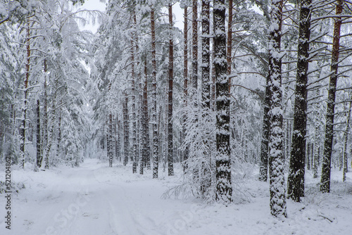 Beautiful winter landscape. Pine forest. Trees covered by snow