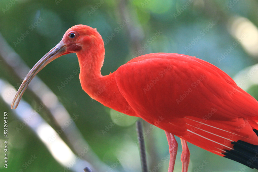 Scarlet Ibis, close up at exotic. There are wading birds that have long