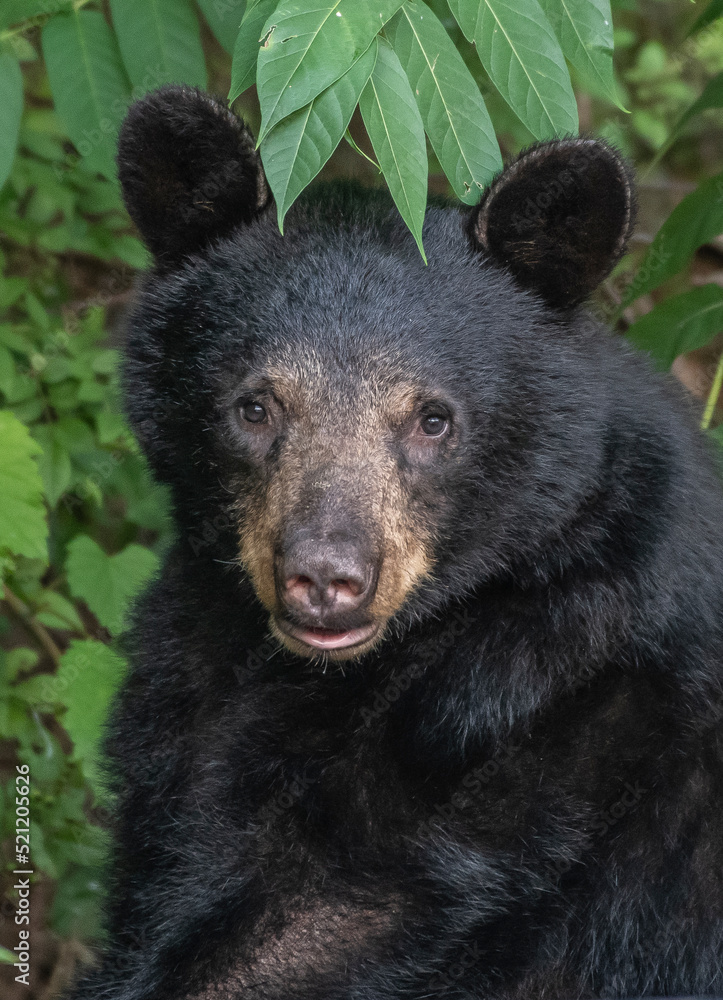 black bear portrait