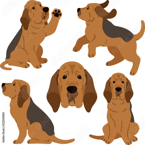 Simple and adorable Bloodhound dog illustrations flat colored