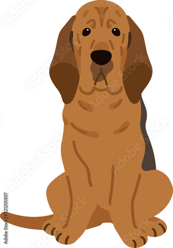 Simple and adorable Bloodhound dog illustration Sitting in front view flat colored