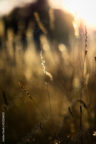 Sommerwiese im Sonnenuntergang, geringe Tiefenschärfe