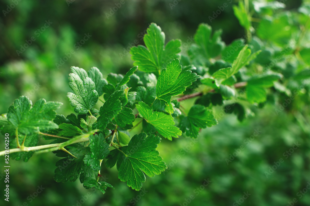Green background made of natural gooseberry bush leaves. Closeup, selective focus. Green background made of natural gooseberry bush leaves. Closeup, selective focus.