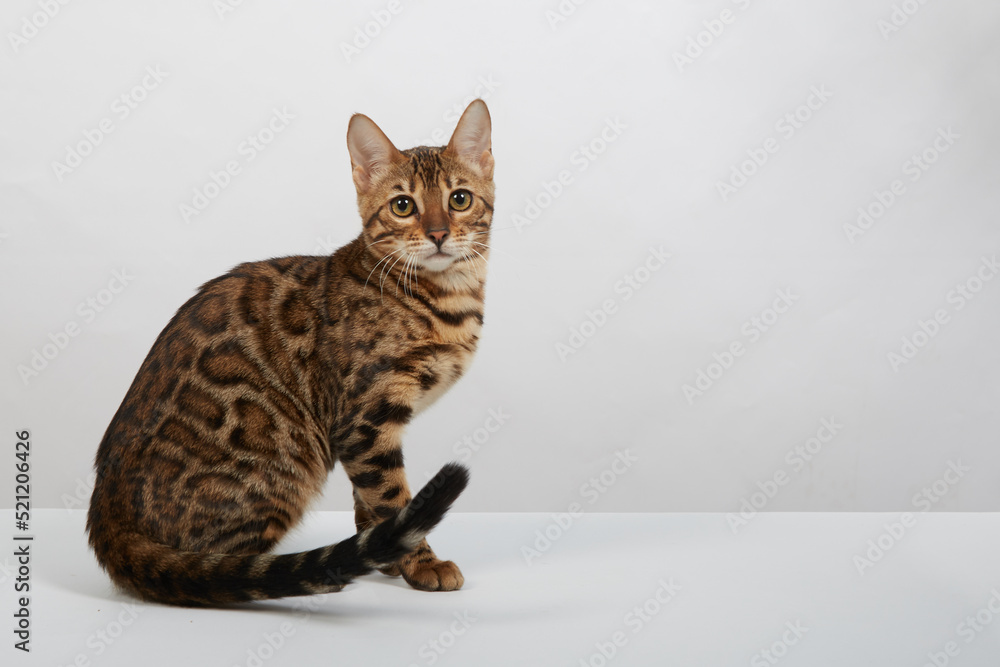 a bengal cat kitten on a white background