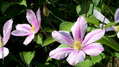 4K. Large-flowered clematis pink flower of the variety 