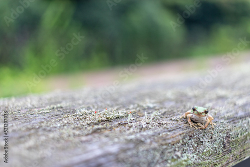 緑の中で座る日本の夏の緑色の小さいカエル
