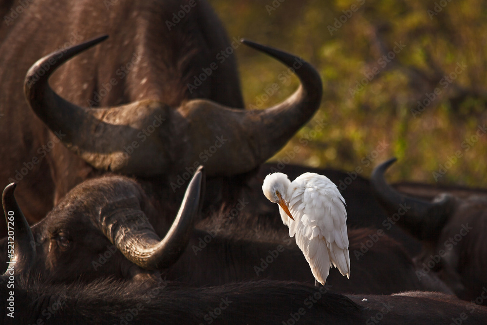 Obraz premium White Egret on Back Buffalo 14776