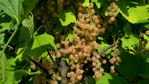 4K. White currant harvest: white currant berries of the Bayana variety on a bright sunny day. Healthy vegetarian snack, vitamins juice, soft focus