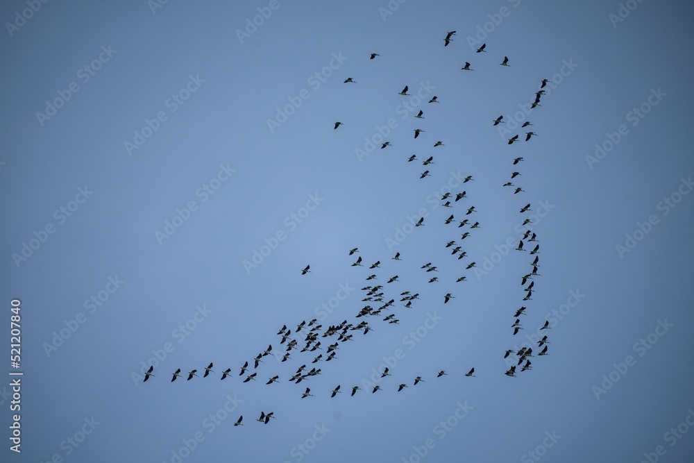 flock of birds flying in the sky flock of birds flying in the sky