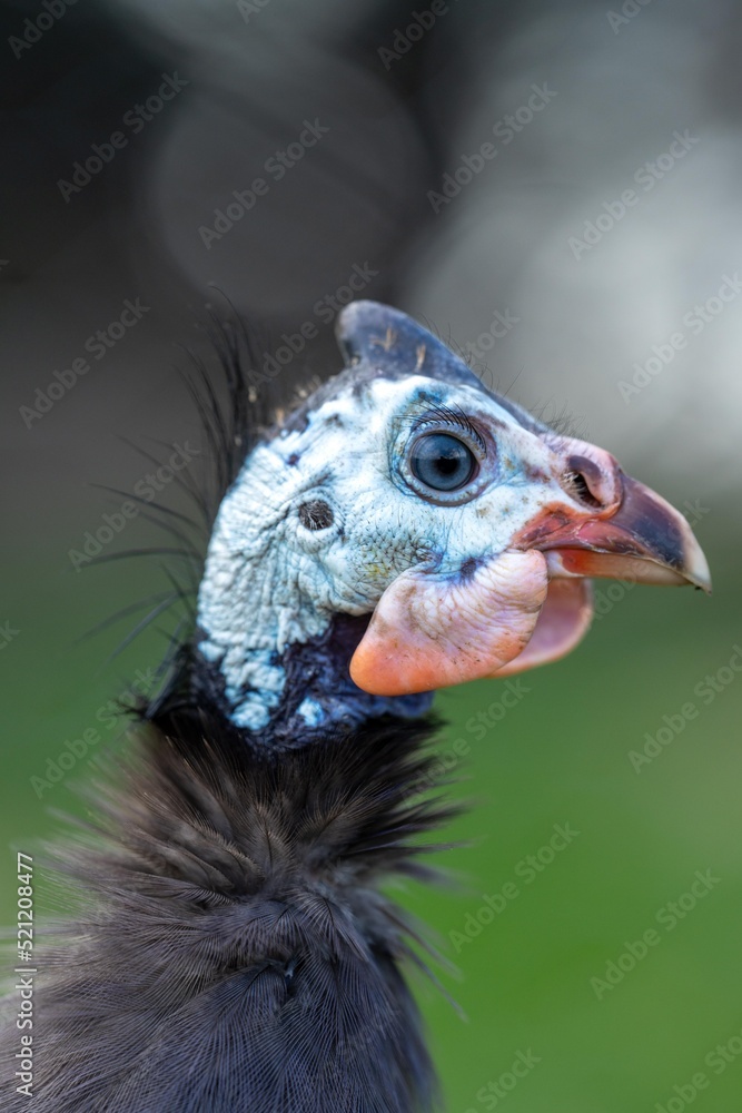 Guineafowl bird wild in africa close up Guineafowl bird wild in africa close up