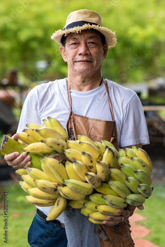 Farmer holding fresh banana. Man holding big fresh many banana.