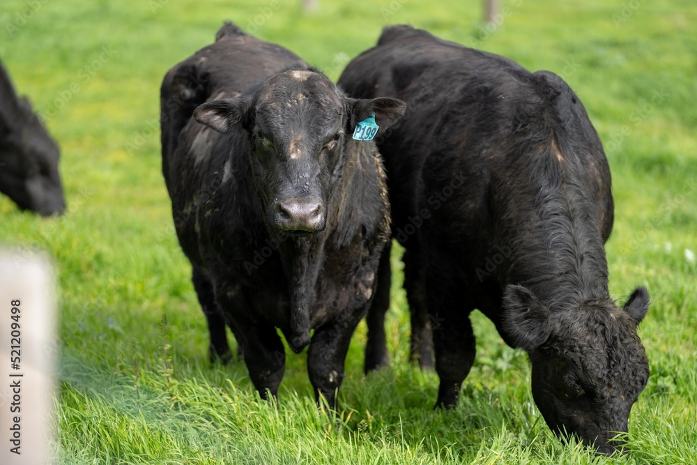 Wagyu stud beef bulls being produced on a farm in Australia. Angus Cows and cattle on a ranch in nsw New Zealand. Wagyu stud beef bulls being produced on a farm in Australia. Angus Cows and cattle on a ranch in nsw New Zealand.