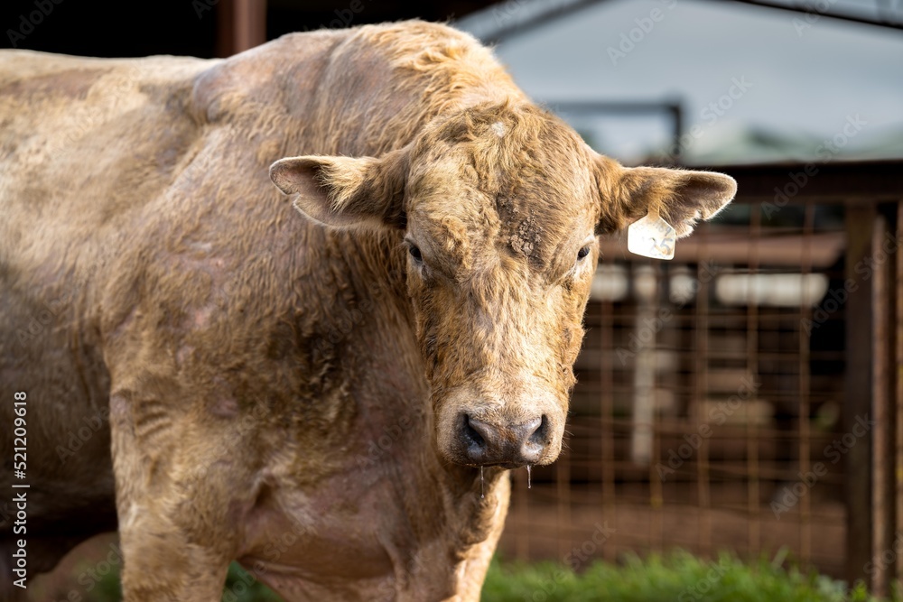 big bull on a farm in australia big bull on a farm in australia