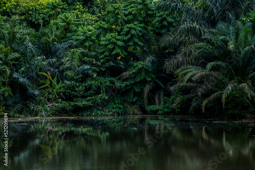 Lake in the tropical forest with lush greenery. Exotic, moody landscape.