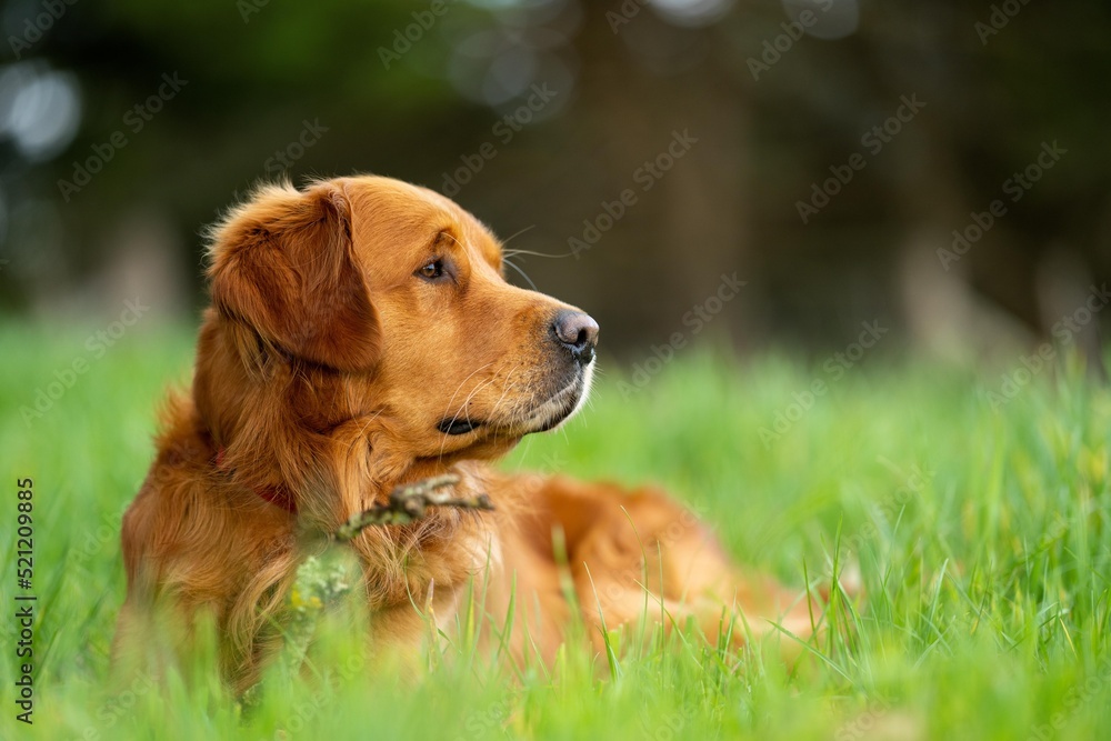 working kelpie dog on a farm in australia